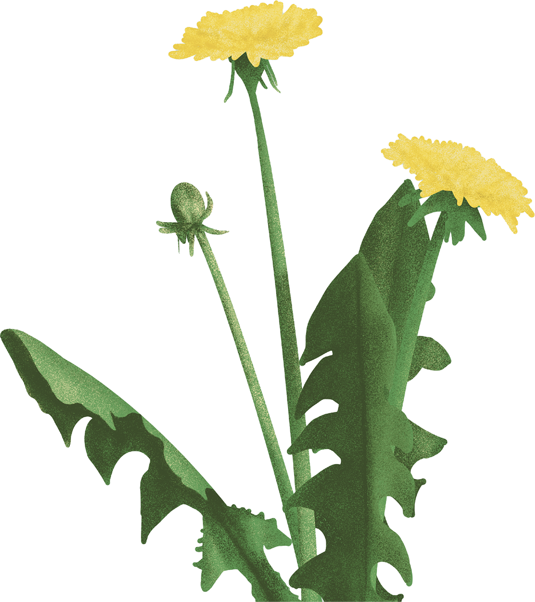 Illustrations