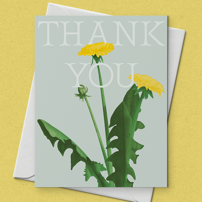 Dandelion_Closeup Dandelion_Closeup